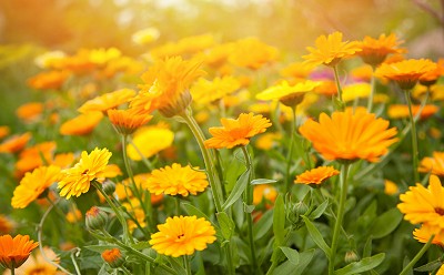 Field of Calendula