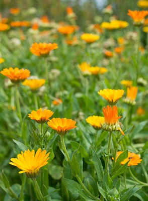 Calendula Field